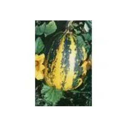 MOZOliyivskyi 15 squash on plant - MOZOLIYTSKY 15