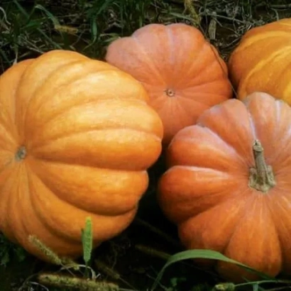 Pumpkins of Muskat De Luxe variety on the ground