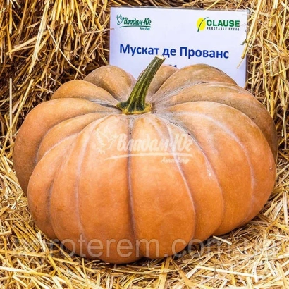 Тыква Мускат де Прованс на соломі з етикеткою