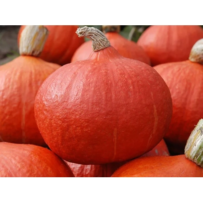 Куча оранжевых тыкв на фоне - Оранж Саммер