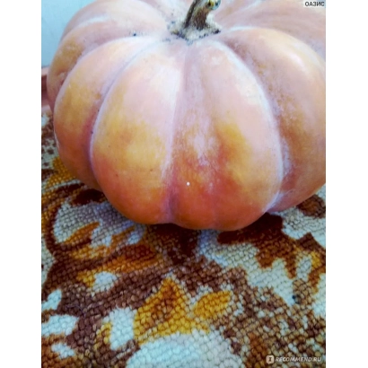 Тыква ОСЕННЯЯ КРАСАВИЦА на фоне с узором