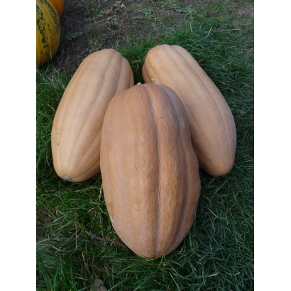 Турки Полянин на траві