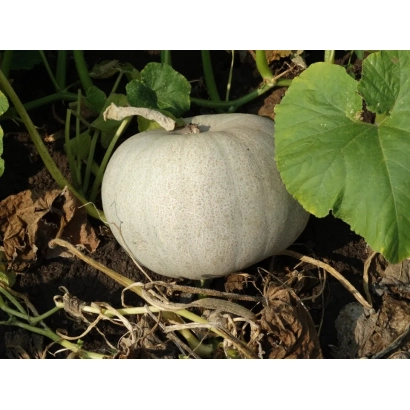 Белая тыква на земле среди зелени - ПРИКОРНЕВАЯ