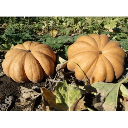 Два оранжевых тыквы на земле - Ромашечка