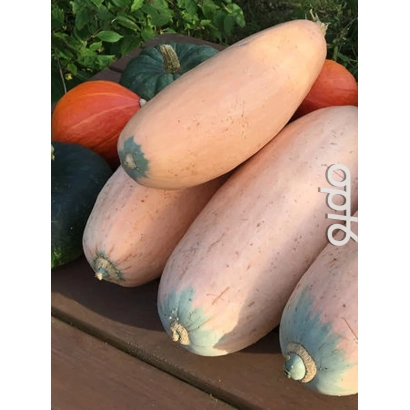 Тыквы розового поросянка на деревянной поверхности - РОЗОВЫЙ ПОРОСЁНОК