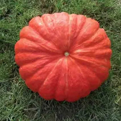 Крупная оранжевая тыква на зелёной траве - РУЖ Виф Де ТАМП