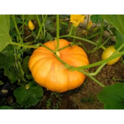 Тыква на растении без названия - РУТ ПАВАР