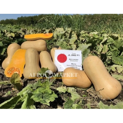 Pumpkin Sonata in field with fruits and label