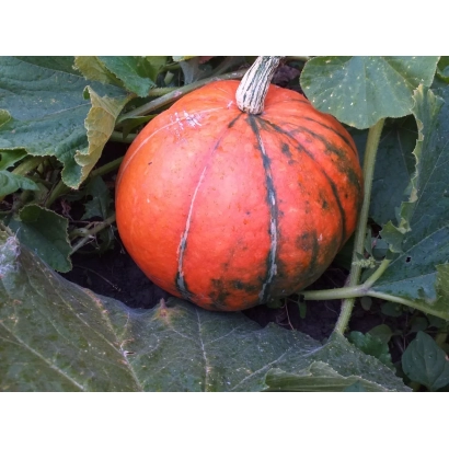 Тыква Спасительница на грядке