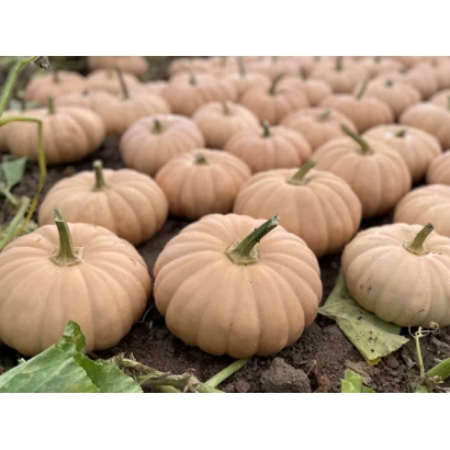 Тыквы сорта Спеллкаст | Spellcast на грядке