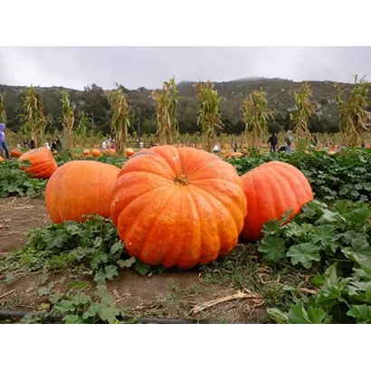 Large orange pumpkins growing in a field - STOFUNTOVAYA