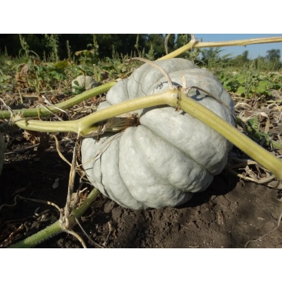Тыква зимняя столовая А5 на грядке - СТОЛОВАЯ ЗИМНЯЯ А 5
