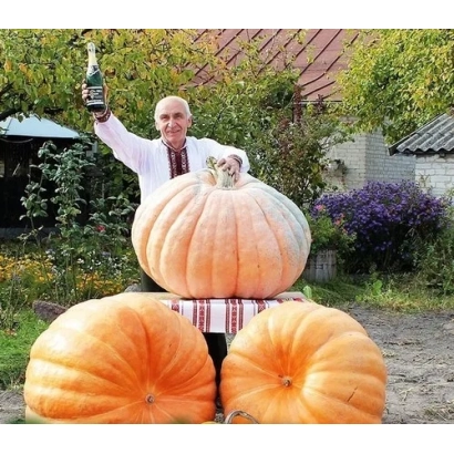 Крупные оранжевые тыквы на фоне сада с человеком, держащим бутылку шампанского - Титан