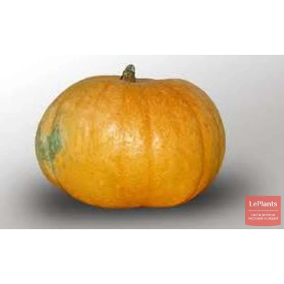 Ufimskaya pumpkin on white background - UFIIMSKAYA