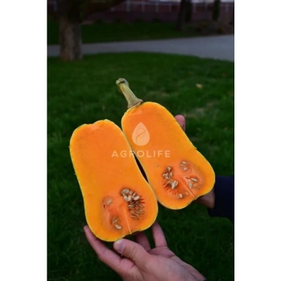 Разрезанная тыква с видимыми семенами и логотипом ABROLIFE на фоне травы - ВИНАС