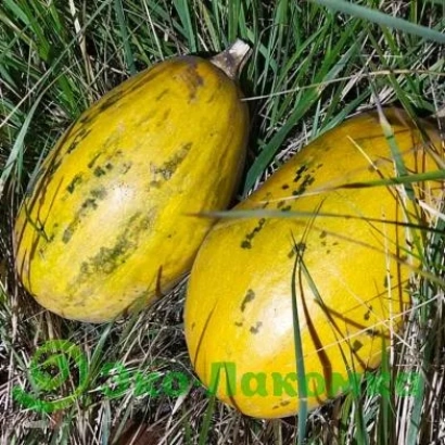 Two yellow pumpkins named Lapchatka on green grass - Vega