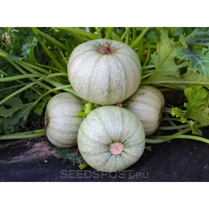 Тыква Веснушка на фоне зелени