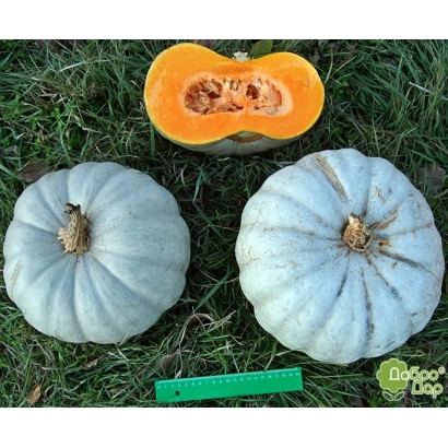 Two pumpkins and one cut pumpkin on grass with a green ruler - Zhdana