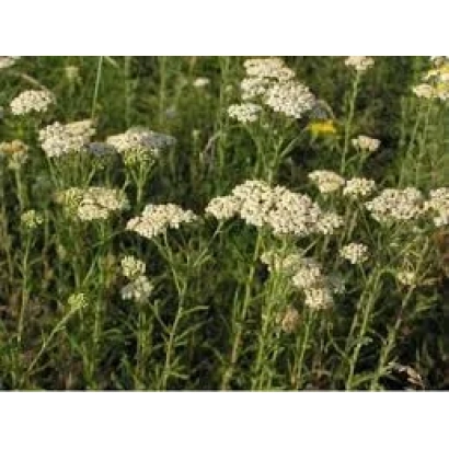 Поле тысячелистника с белыми соцветиями - Эней