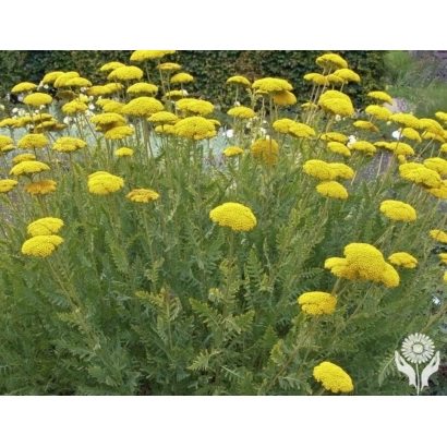 Желтые цветы тысячелистника на фоне зелени - Златослав