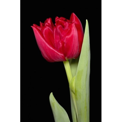 Красный тюльпан на черном фоне - 4 даагсэс