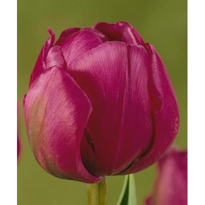 Тюльпан маджента на зеленому фоні - Абіґейл