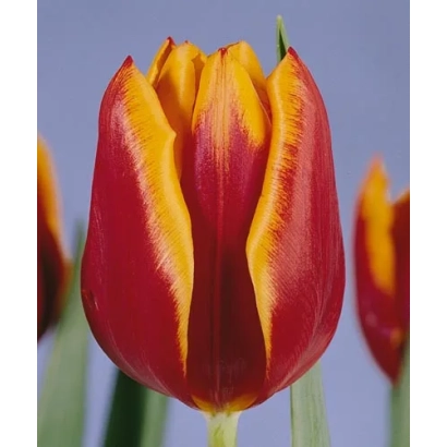 Крупный план красного тюльпана с оранжевой каймой на фоне неба - Абра Элит