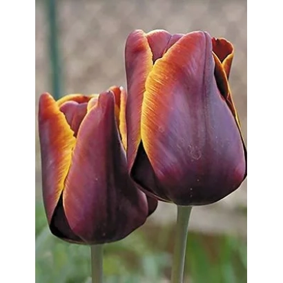 Тюльпаны сорта Абу Гассан на фоне зелёной листвы