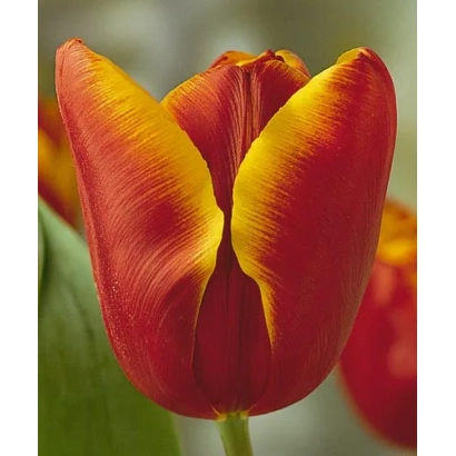 Крупный план красного тюльпана с желтыми краями лепестков - Абу Хассан