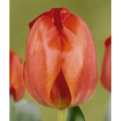 Тюльпан сорта Акапулько на зелёном фоне