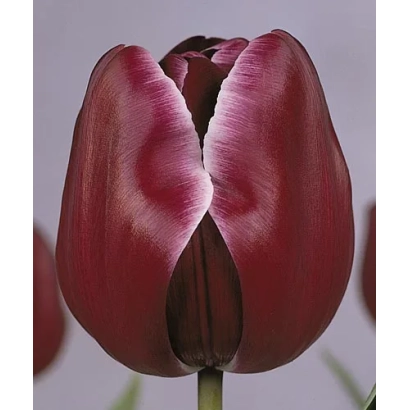 Крупный план темно-красного тюльпана сорта Африкан Квин