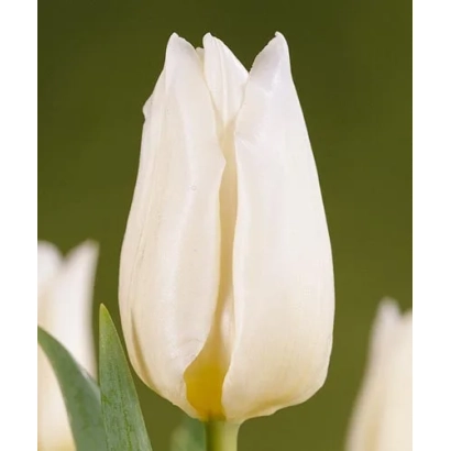 Белый тюльпан на зелёном фоне - Аграсс Вайт
