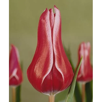 Красный тюльпан на зелёном фоне - Акита