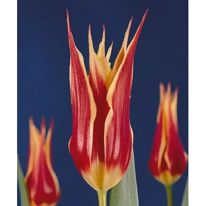 Тюльпаны сорта Аладдин Рекорд на синем фоне