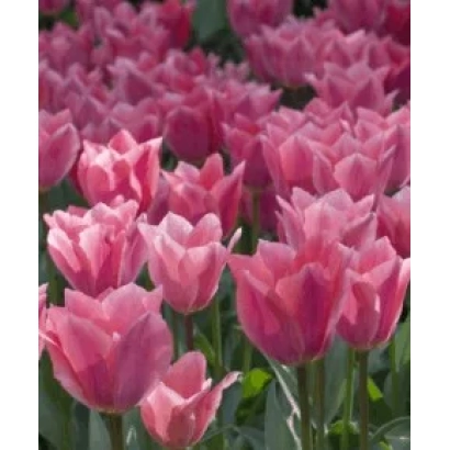 Розовые тюльпаны на фоне поля - Алберт Хейн