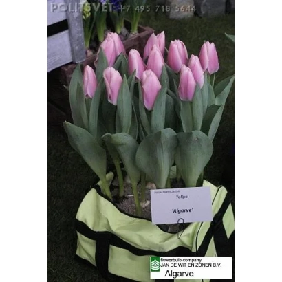 Тюльпаны сорта Algarve в упаковке с этикеткой - Алгарве