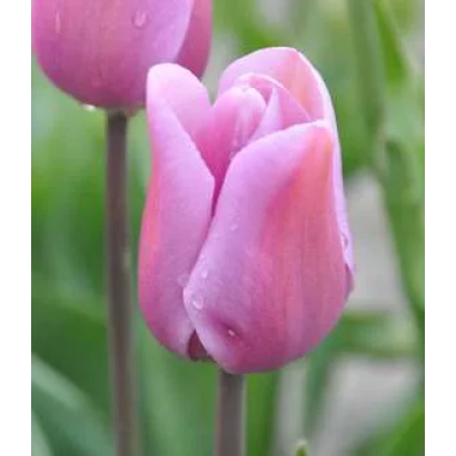 Розовые тюльпаны на зелёном фоне - Алиби