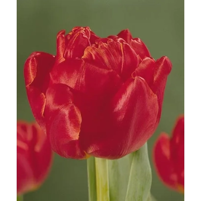 Красный тюльпан на зелёном фоне - Алис Леклерк