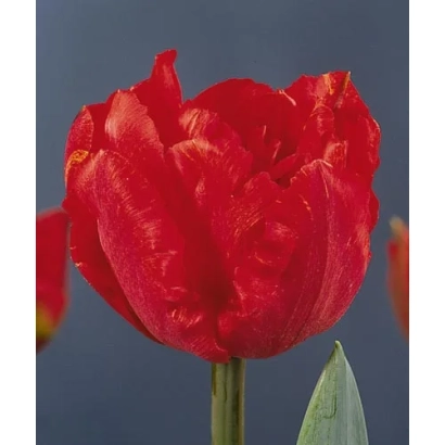Червоний тюльпан сорту Альянс на темному фоні