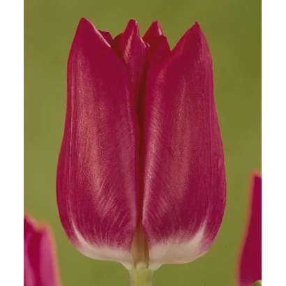 Крупный план красного тюльпана Аматэрас на зелёном фоне