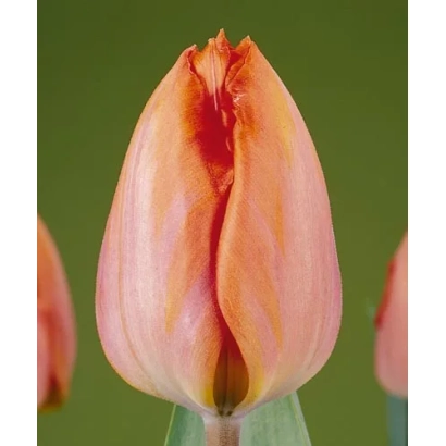 Тюльпан оранжевого цвета на зелёном фоне - Амазон