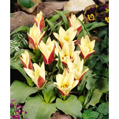 Жовто-червоні тюльпани сорту Анцилла на фоні зелені