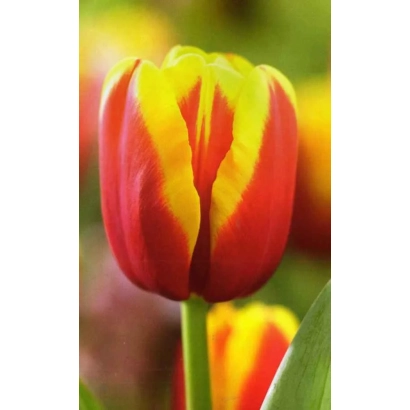Тюльпан червоно-жовтого кольору на розмитому фоні - Андре Ситроен