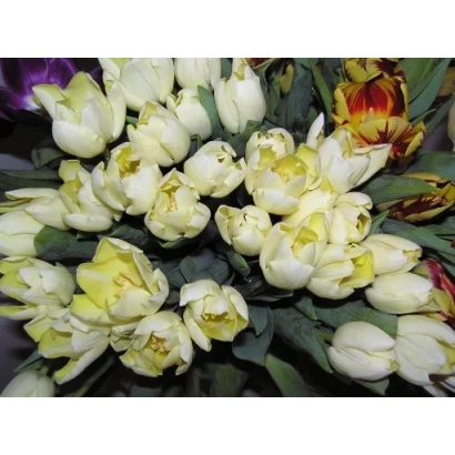 Букет тюльпанов белого и желтого цвета - Андрей Первозванный
