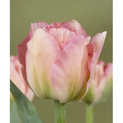 Тюльпан сорта Анжелика на фоне зелени