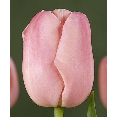 Розовый тюльпан на зелёном фоне - Ангельский поцелуй