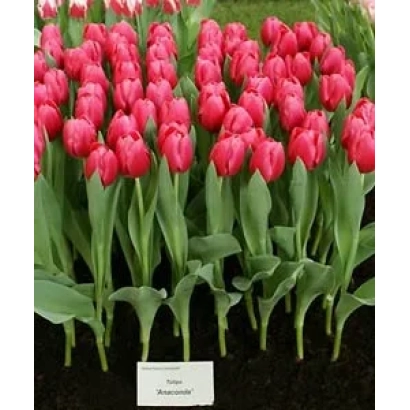 Красные тюльпаны сорта Аннаконда на выставке