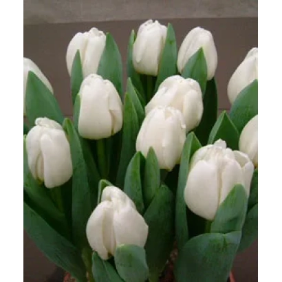 Белые тюльпаны сорта Антарктика в горшке