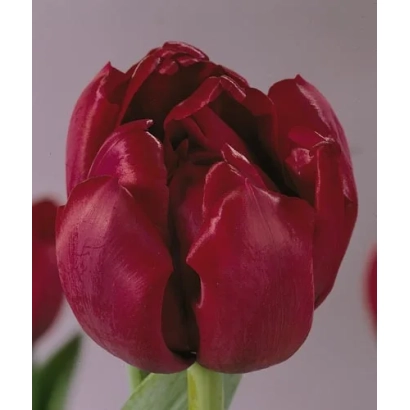 Крупный план темно-красного тюльпана сорта Антрацит