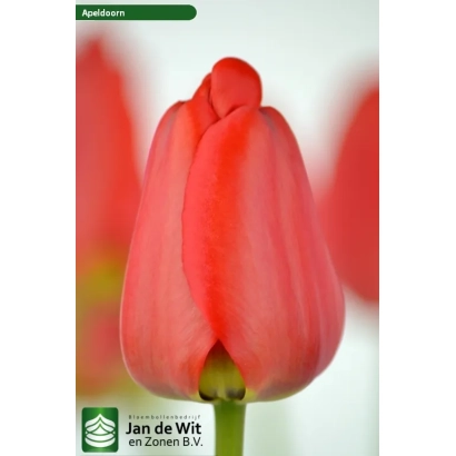 Тюльпан сорта Апельдорн на белом фоне - Апельдорн / Апельдоорн